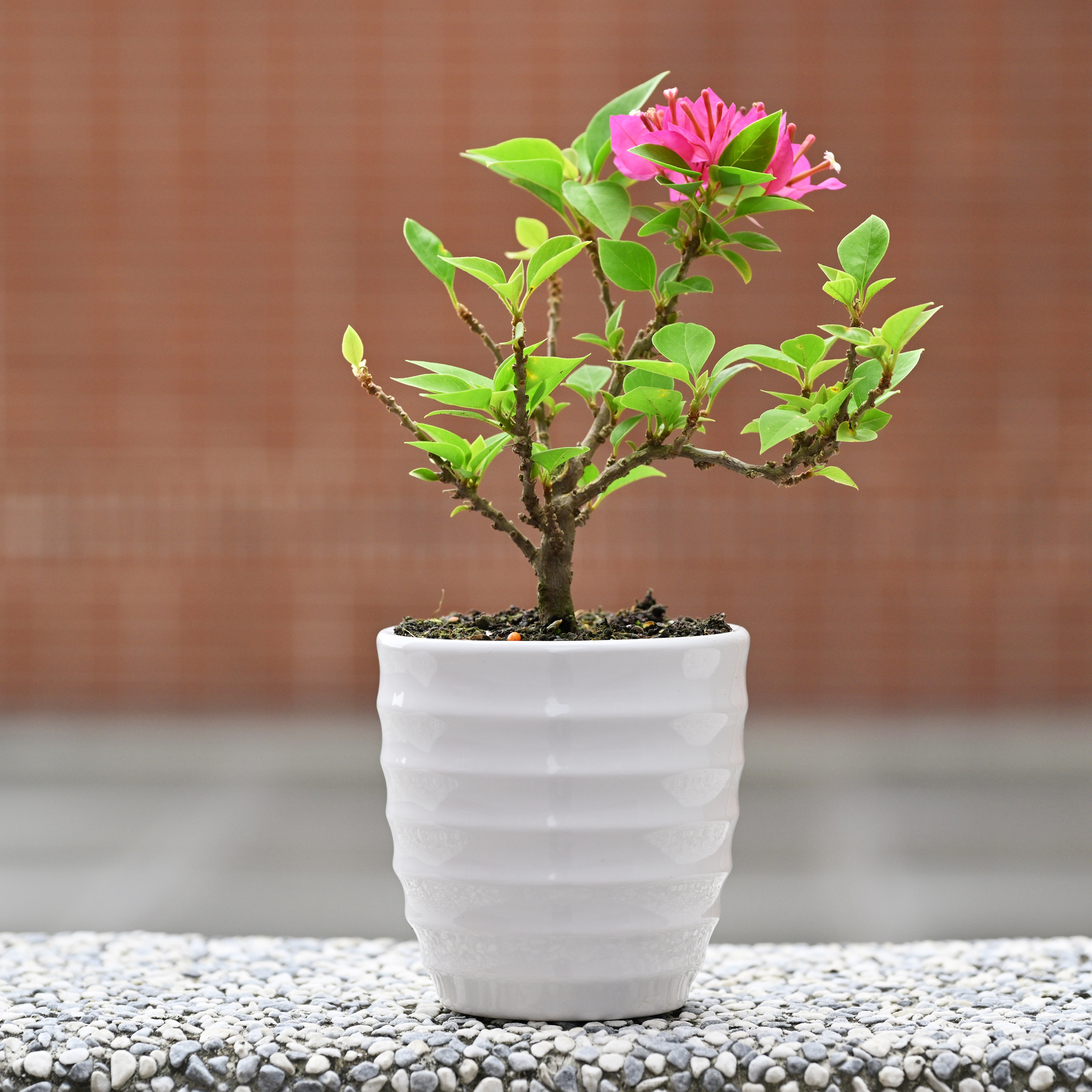 九重葛(3.5寸盆栽)