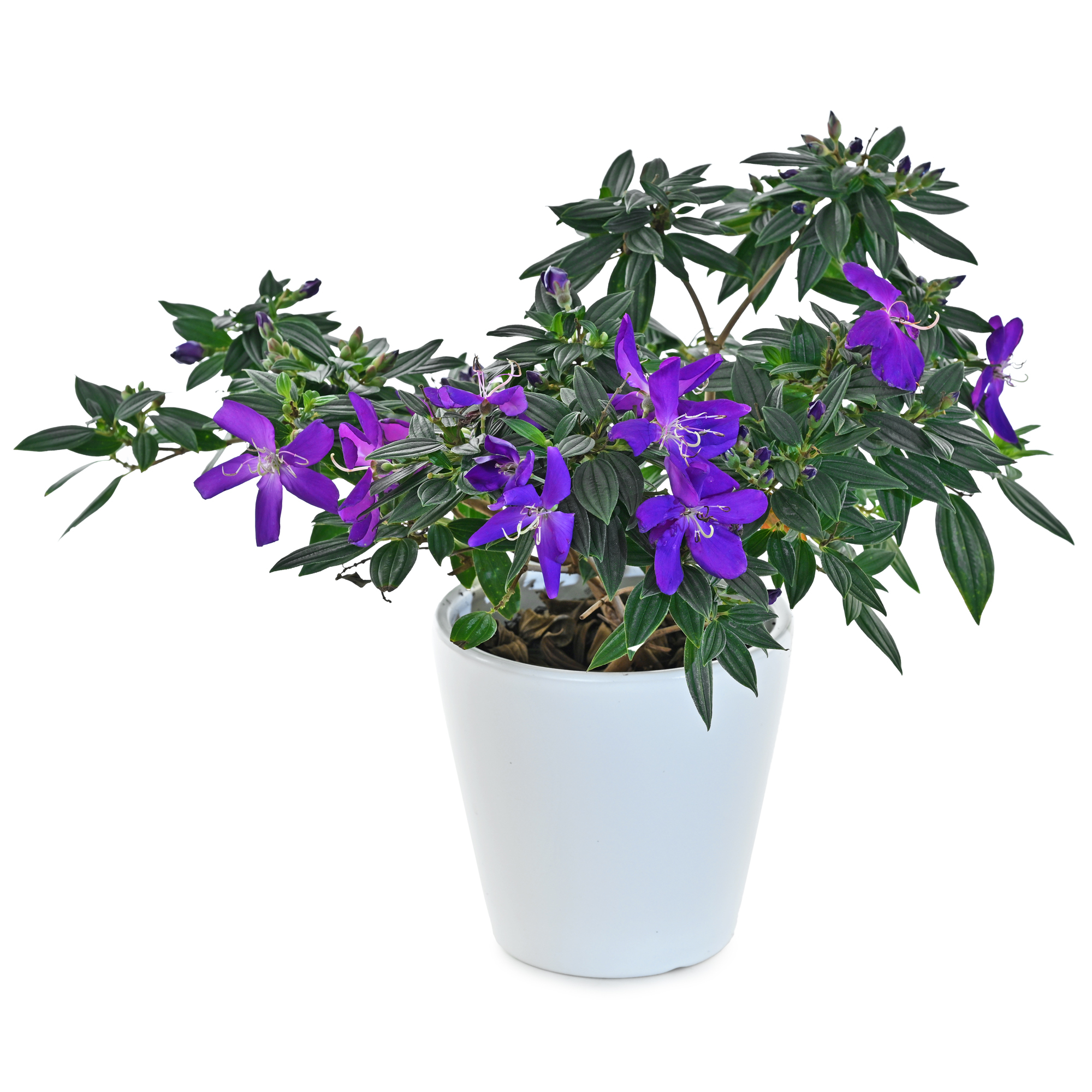 紫(野)牡丹(5寸盆栽)