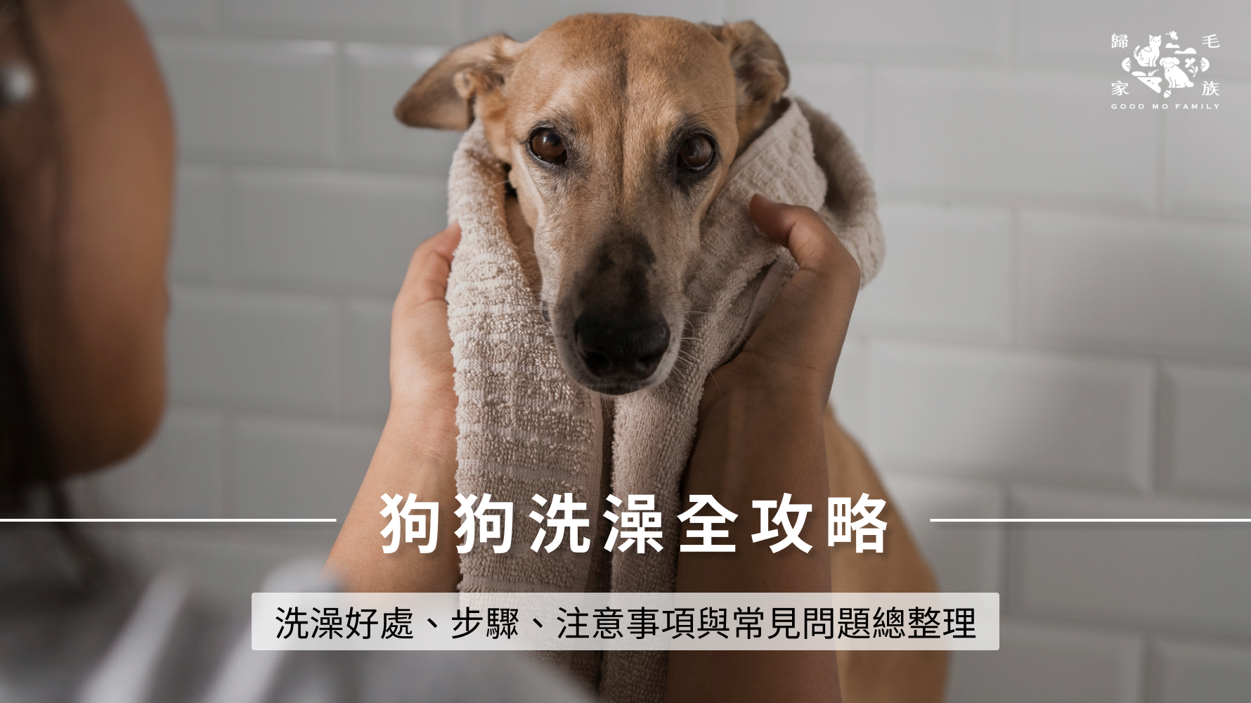 狗狗洗澡全攻略｜洗澡好處、步驟、注意事項與常見問題總整理