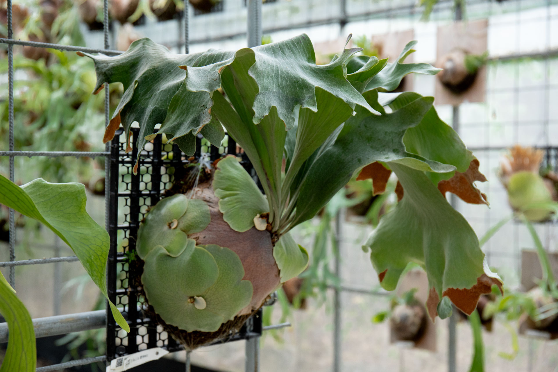 P.hillii Raijin