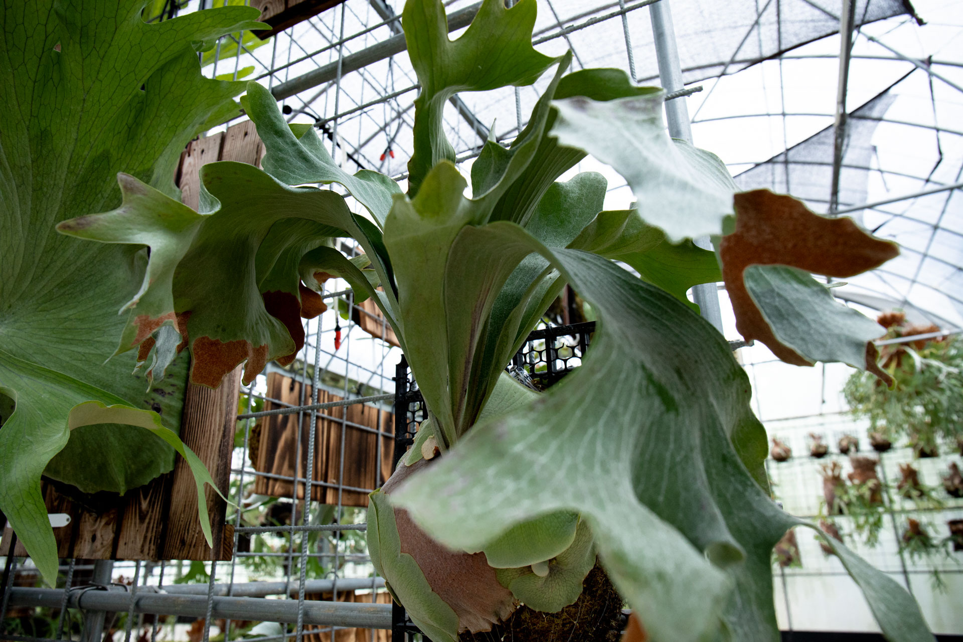 Nick様確認用】P.Hillii 'Raijin' spore select Platycerium hillii