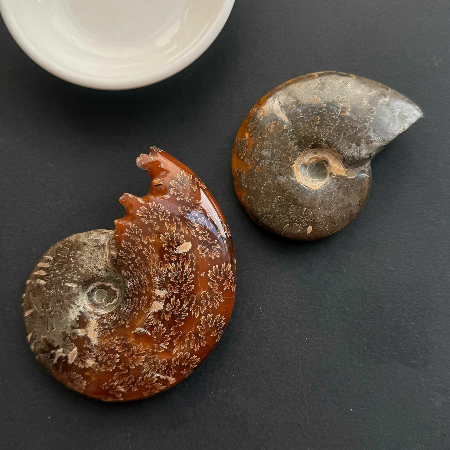 [原石] 菊花螺化石 風水石