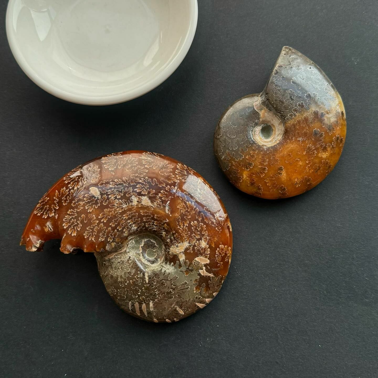 [原石] 菊花螺化石 風水石