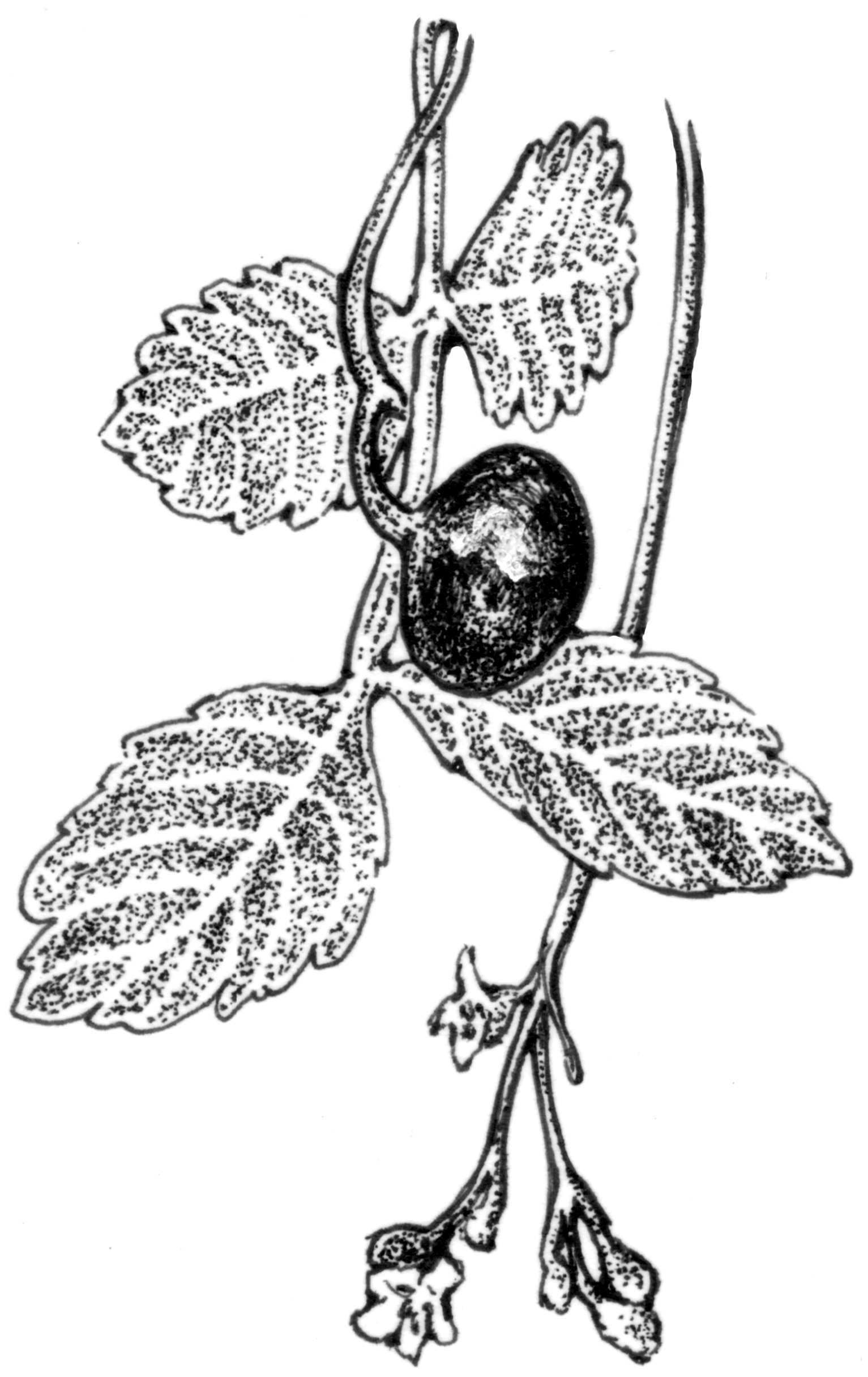 墨西哥沉香木精油