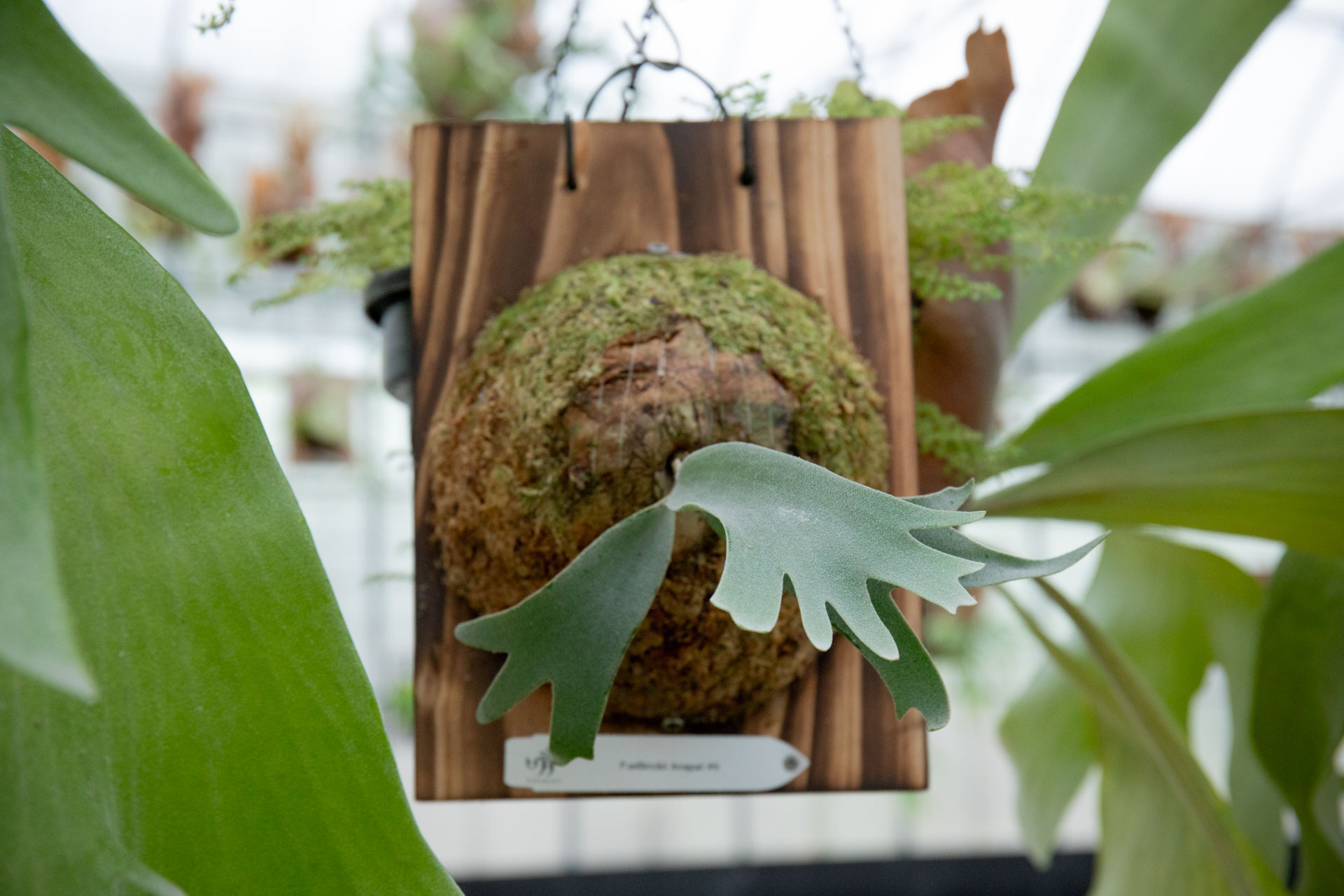 Shinya-bota様P. willinckii ’Jenny’ TC2104 Platycerium willinckii 'Jenny' original (July 2024