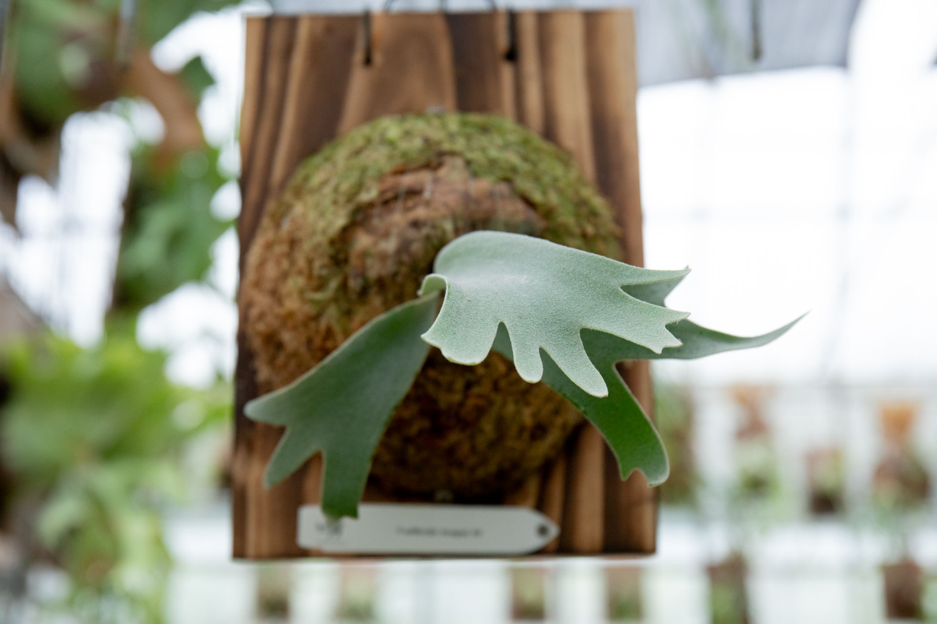 original.jpg?1729750553