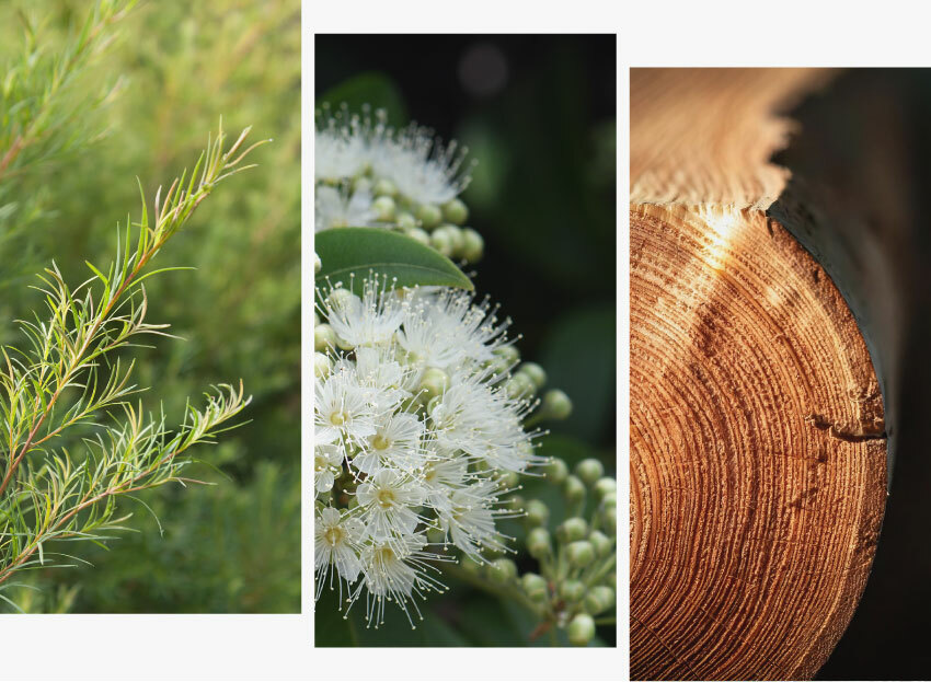 曠野森林 複方精油