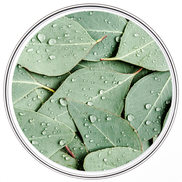 White Mallow Extraction