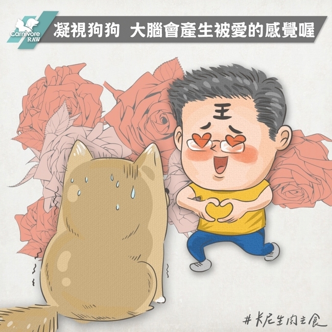 與狗狗凝視，大腦會產生被愛的感覺