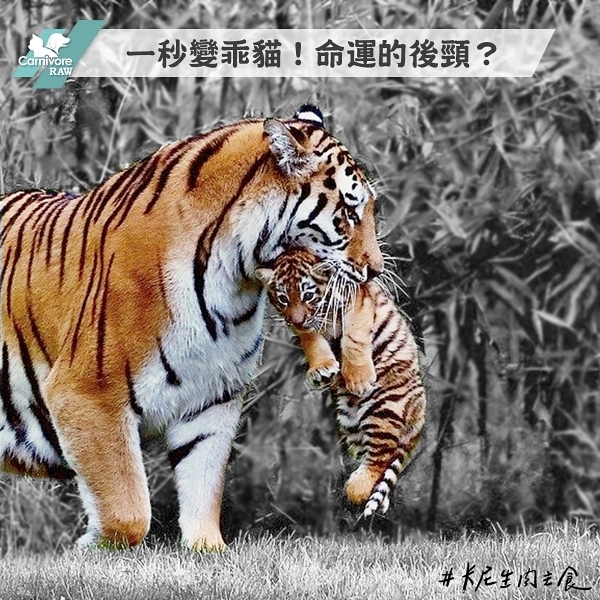 貓科動物後頸