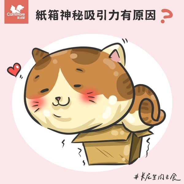 貓咪為何喜歡紙箱