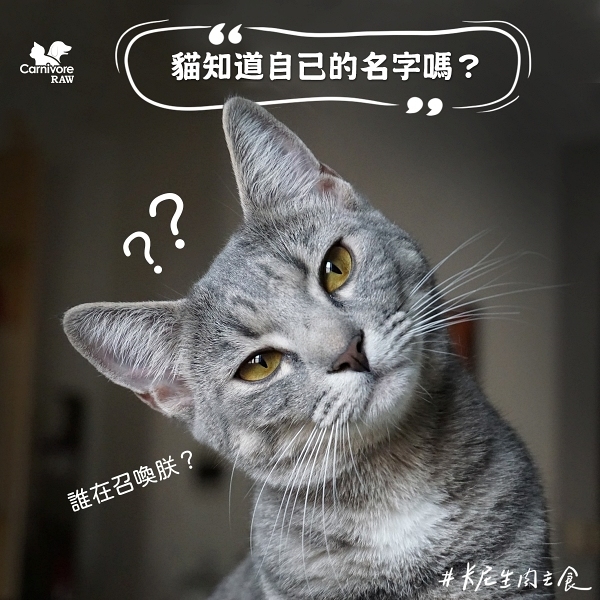 貓知道自己的名字嗎？