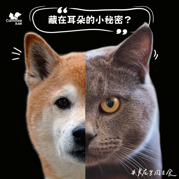 貓狗耳朵的裂縫