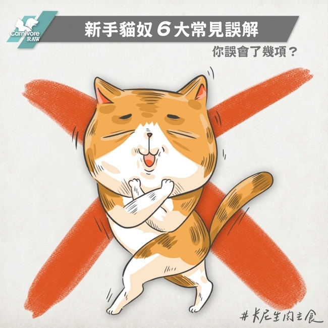 新手貓奴常見的誤解