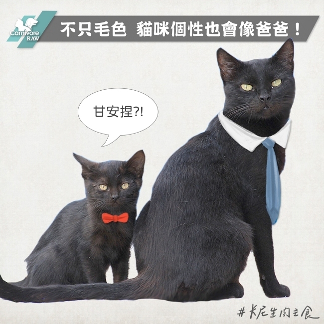 貓咪個性與貓爸爸有關