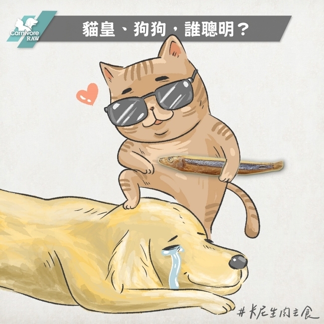 貓咪狗狗誰聰明