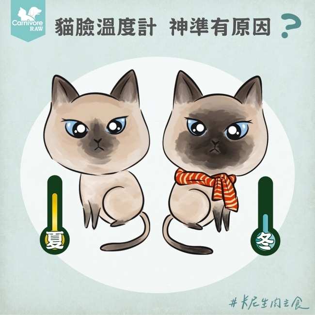 暹羅貓毛色隨溫度改變