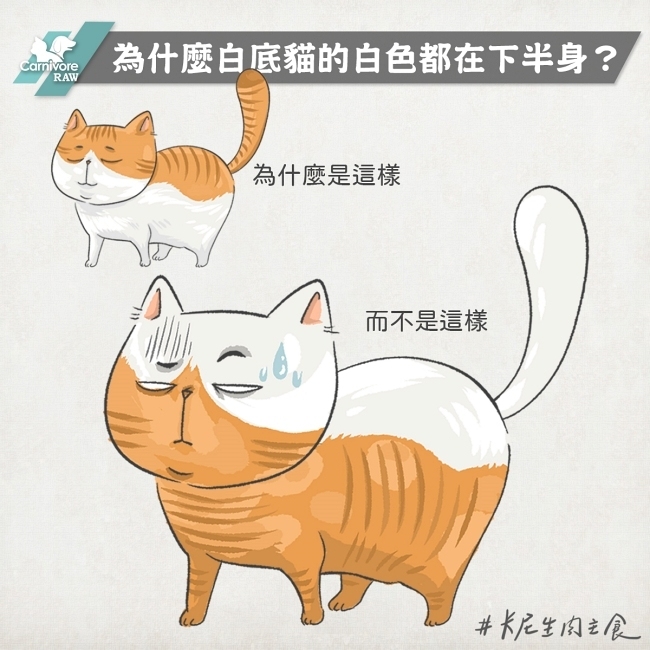 為什麼白底貓的白色都在下半身