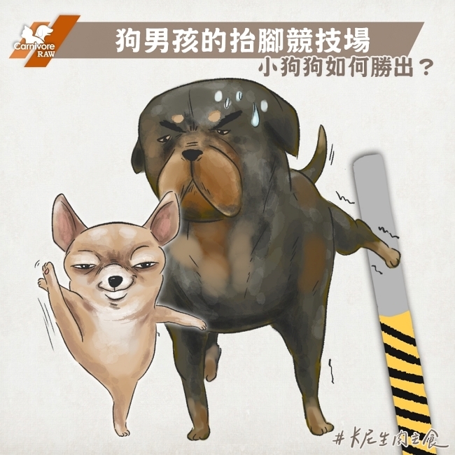 體型小的狗狗抬腿尿尿姿勢更浮誇