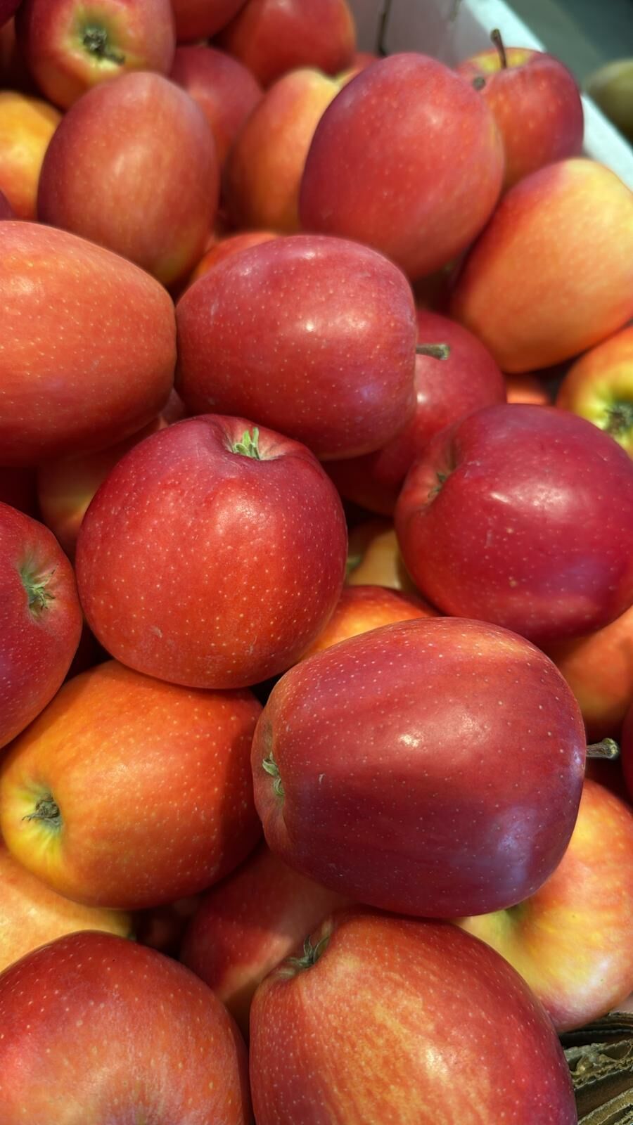 Bless fruit 西班牙加拿果