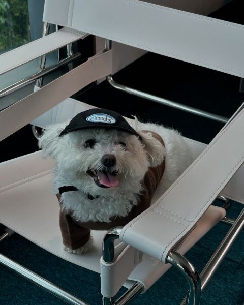 <線上SALE❤️‍🔥>emis pet 寵物布標老帽