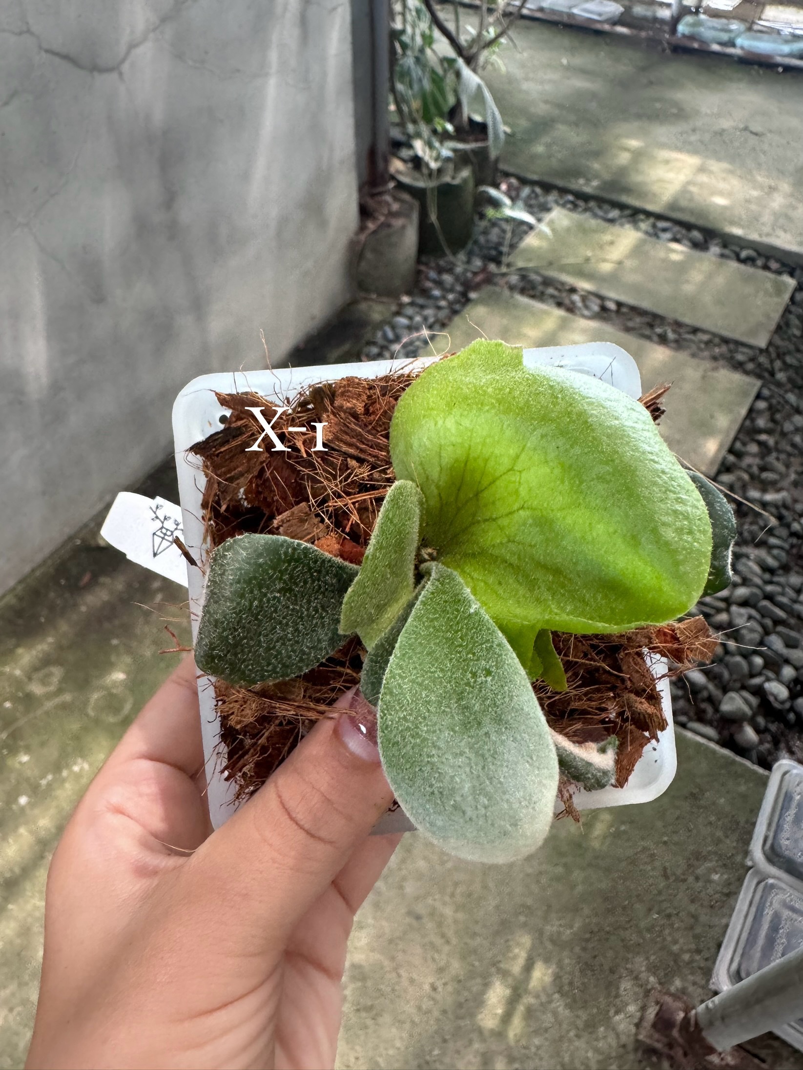 P. willinckii 'Copper will',P. veitchii 2nd edition 12t P. willinckii 'Copper will',P. veitchii 2nd edition 12t