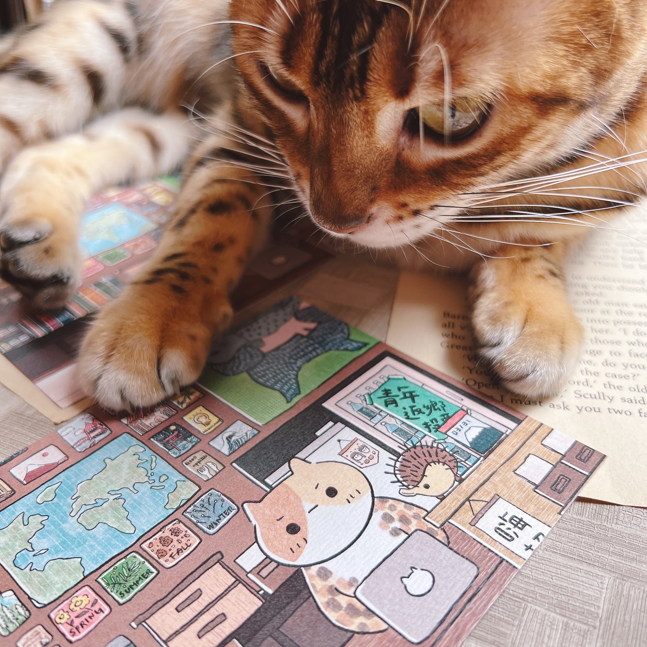 嗨賴出品｜貓貓大掌櫃  明信片