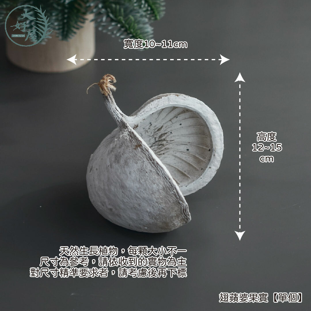 翅蘋婆果實【單個】