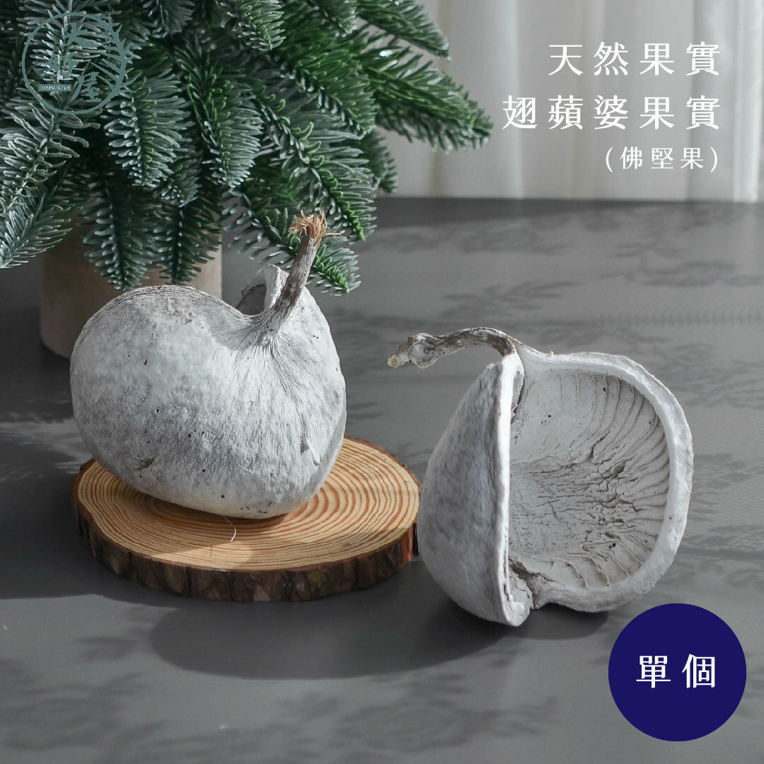 翅蘋婆果實【單個】