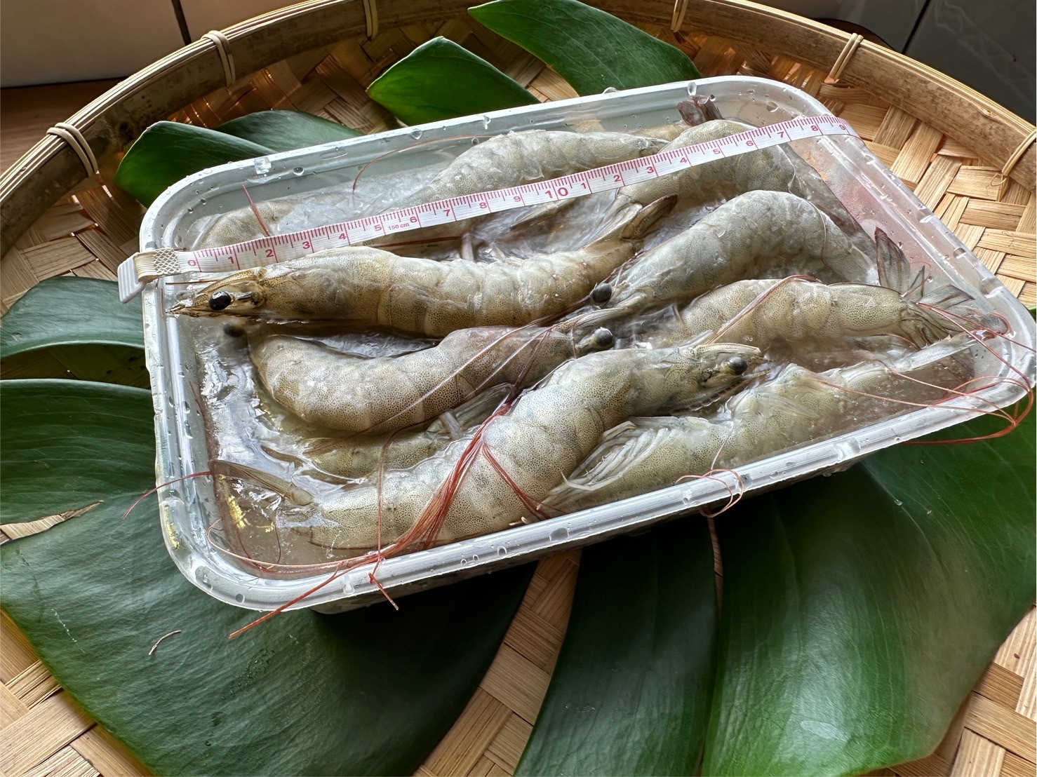 文蛤池的白蝦 每台斤約25~30尾 時價會波動