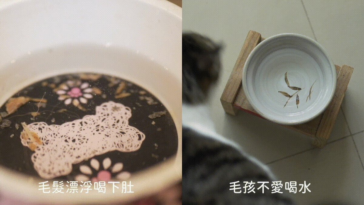 犬貓水盆裡有毛髮,不乾淨