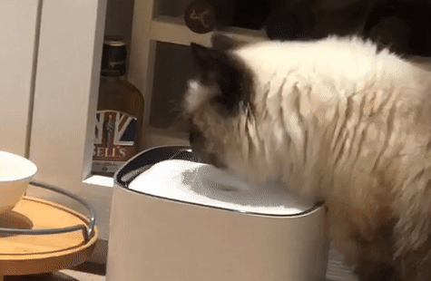 貓咪喝水喝不停短片