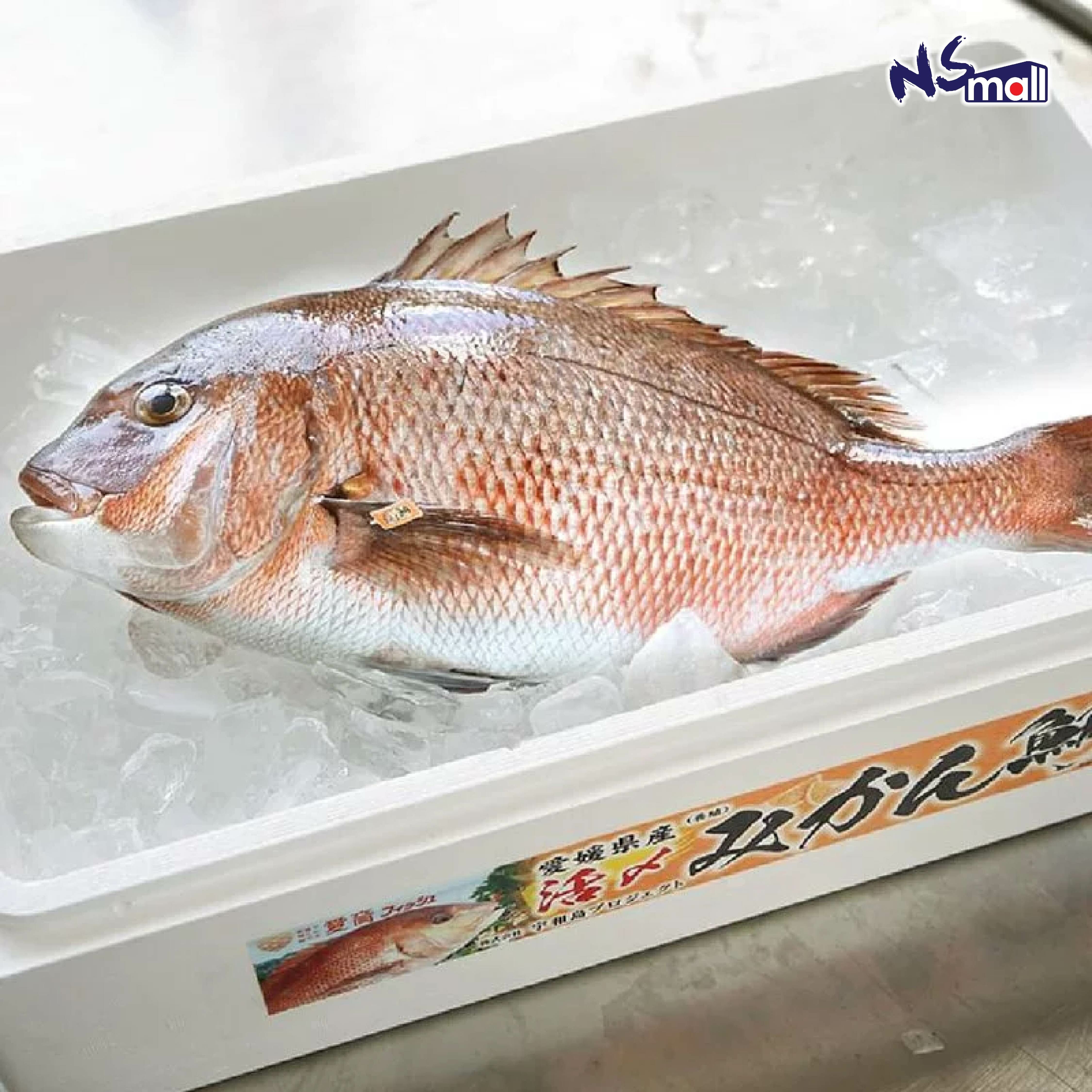蜜柑鯛魚 約1.6-2kg/條