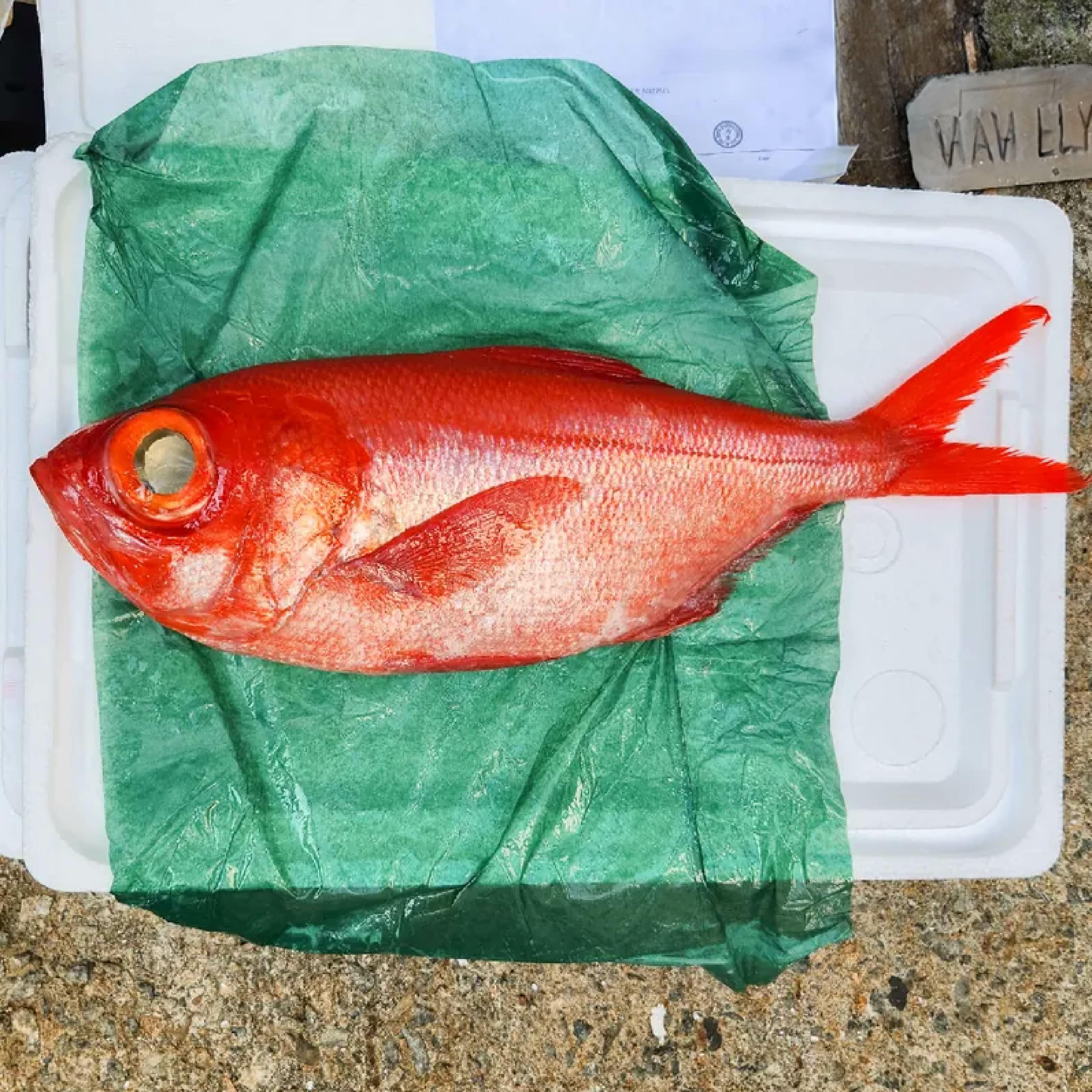 金目鯛  約1-2kg/條