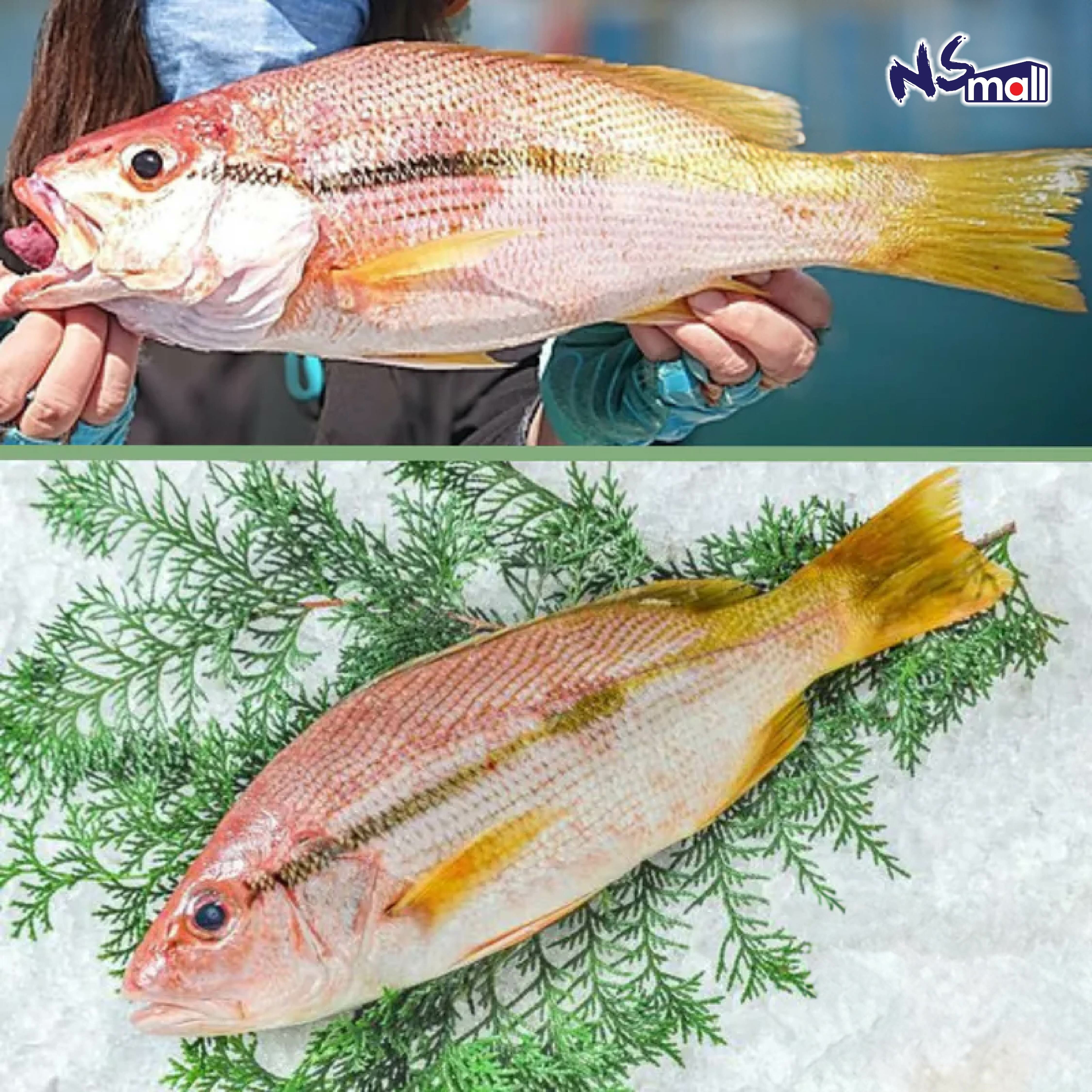 横筋笛鯛 約500-700g/條