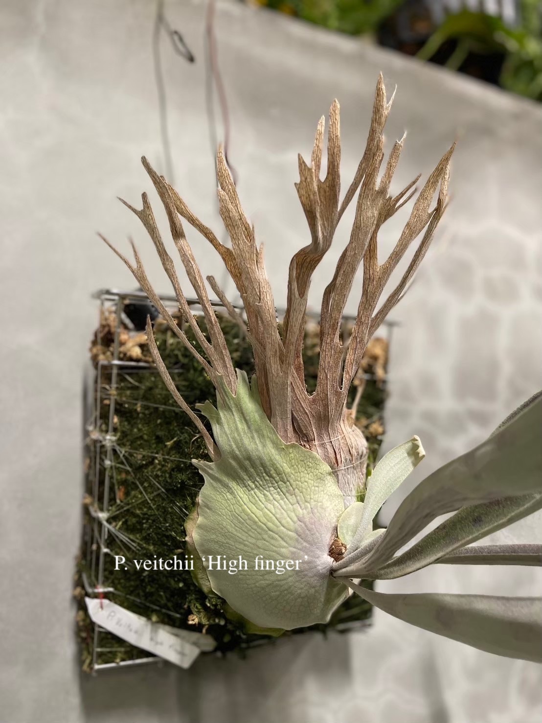 P. veitchii 'High finger AUS', P. willinckii 'Asuka' sp
