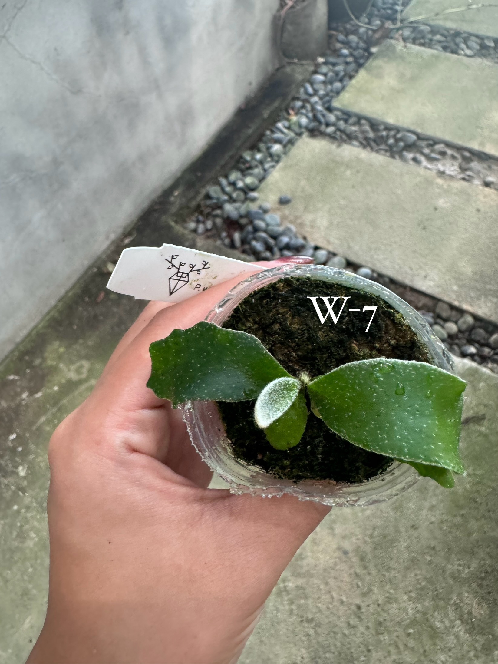 P. willinckii 'Monster moon', P. White swan poreling 1 P. willinckii 'Monster moon', P. White swan poreling 1