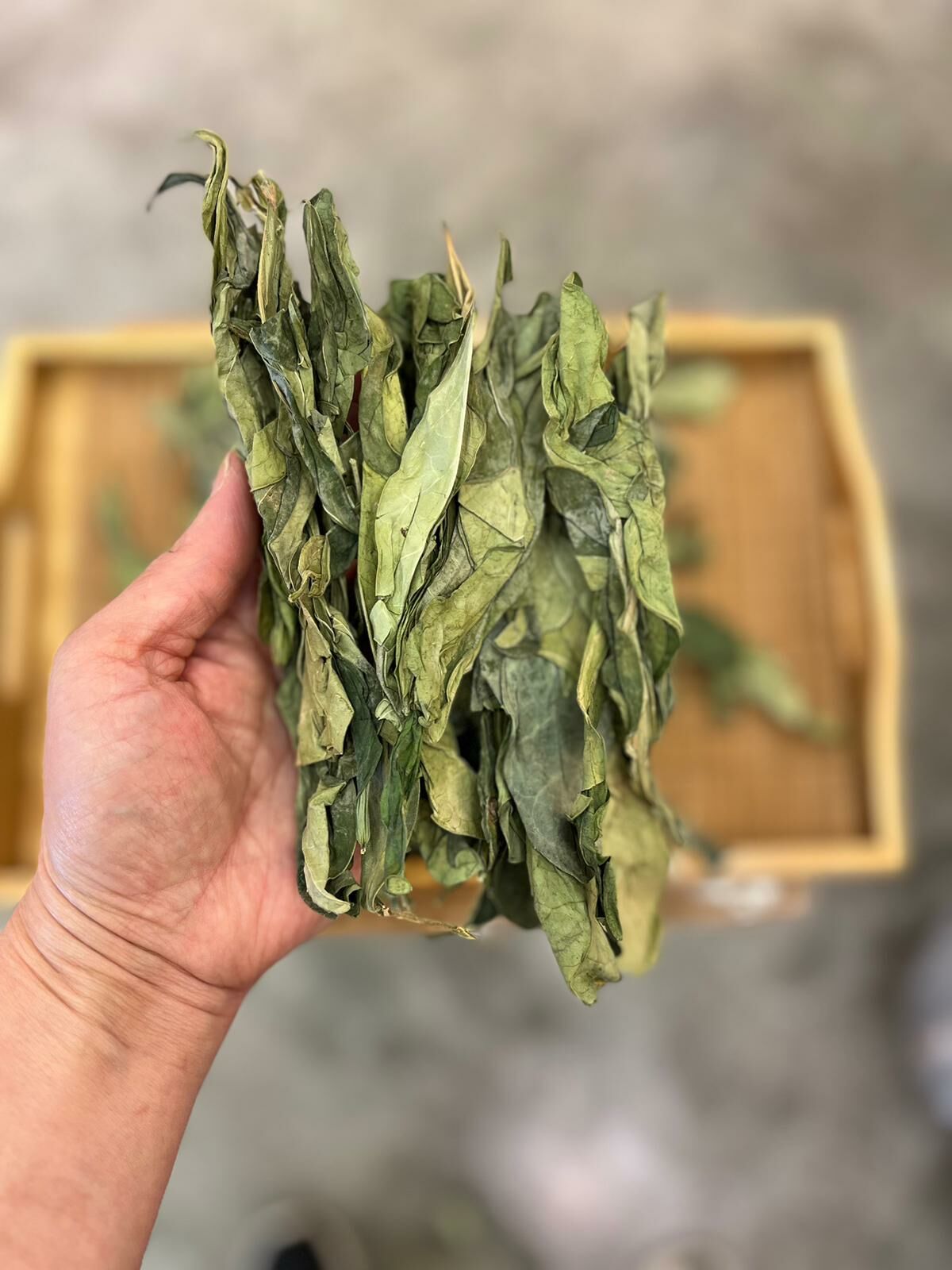 龍脷葉（200克）