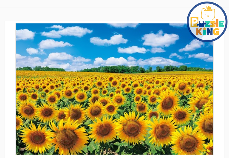 陽光下的向日葵之鄉－北海道