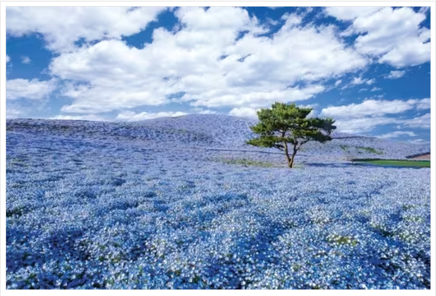 粉蝶花之丘-茨城縣