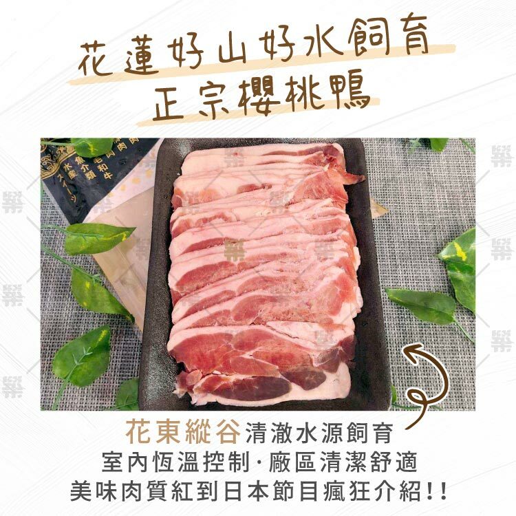 花蓮好山好水飼養純種英國櫻桃鴨