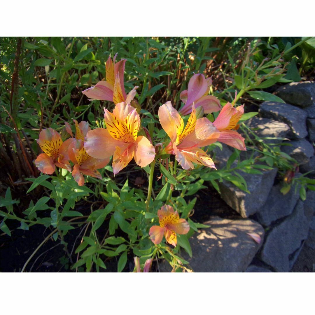 DTSL_Komax Kodak PIXPRO FZ55 Digital Camera_Sample 9