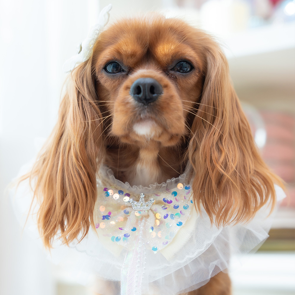 Beige Sequin Bow Lace Collar