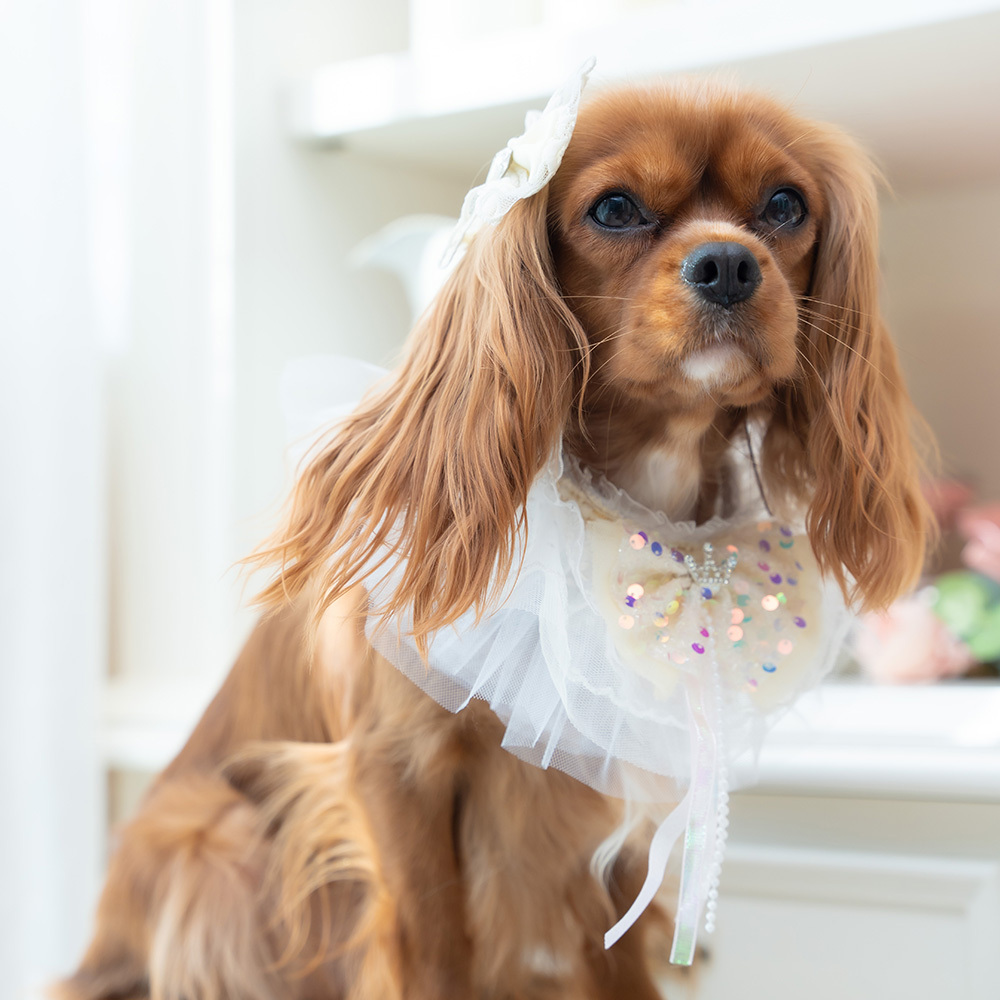 Beige Sequin Bow Lace Collar