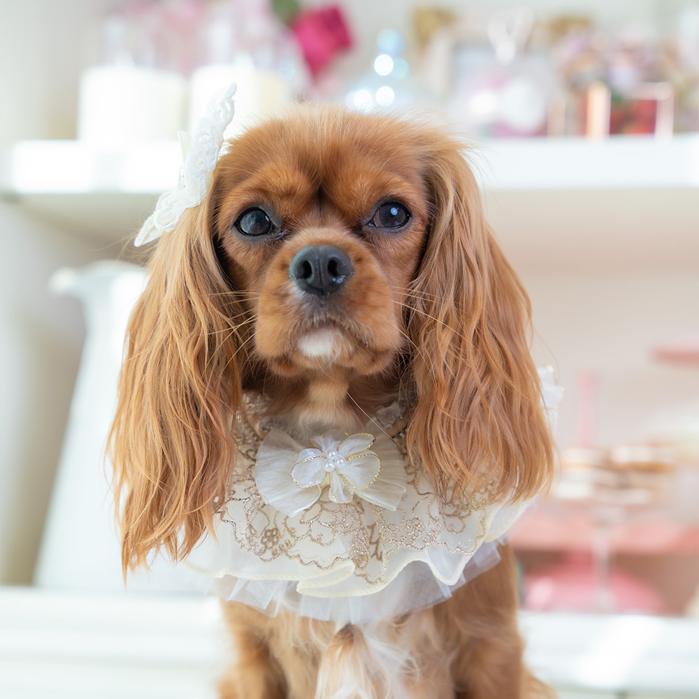 Champagne Floral Lace Collar