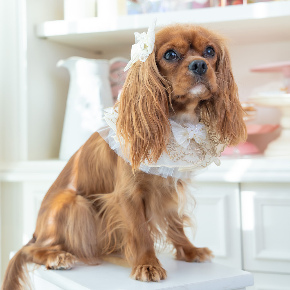 Champagne Floral Lace Collar