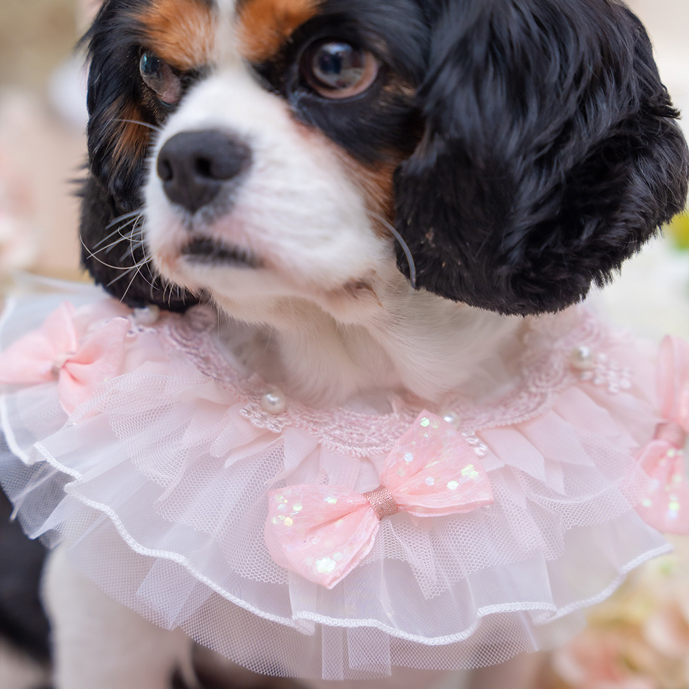 Peach Bow Lace Collar