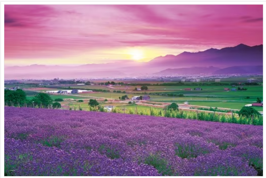 薰衣草色的富良野-北海道
