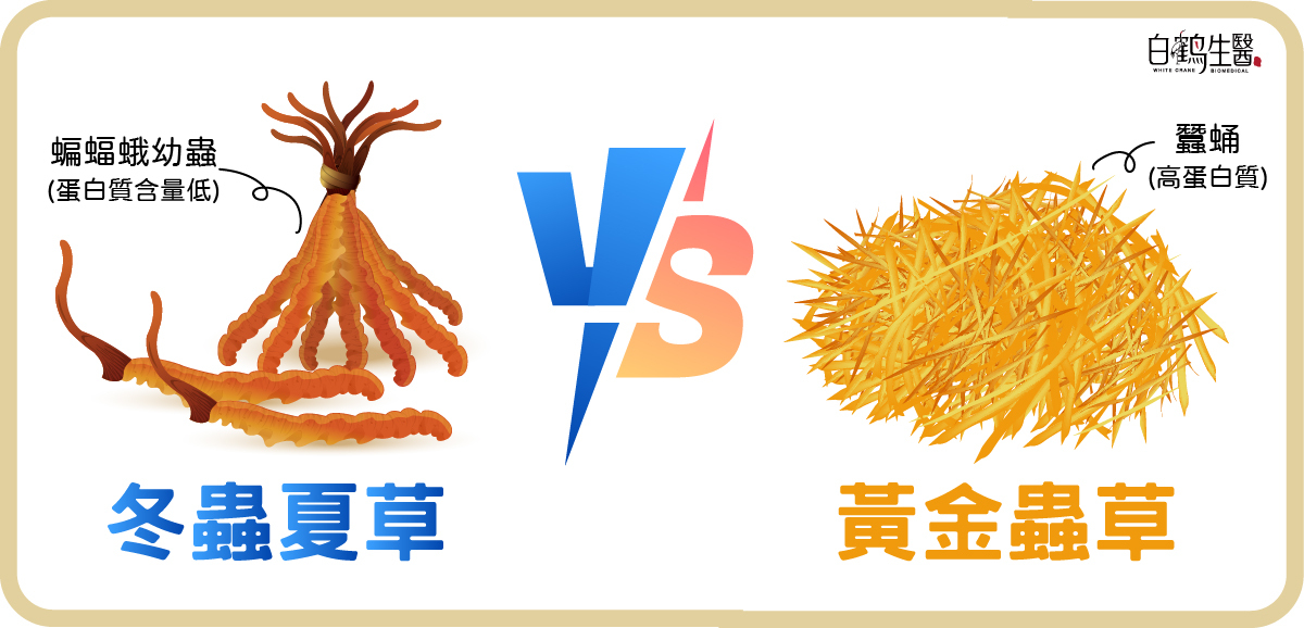 冬蟲夏草和黃金蟲草比較圖，相比之下黃金蟲草擁有高蛋白質