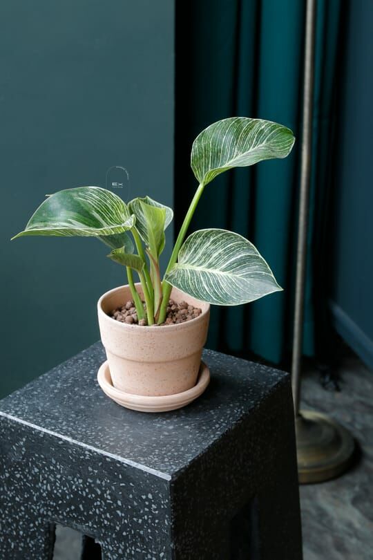 桌上型 · 柏金蔓綠絨 Philodendron｜開運綠植｜開幕誌慶